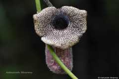 Aristolochia punjabensis